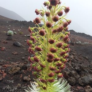 Meet your Posher, Hoku